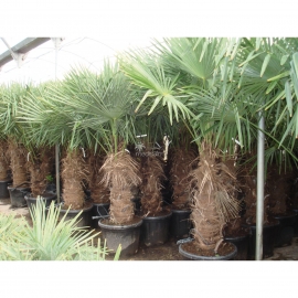 Trachycarpus Fortunei en maceta 5